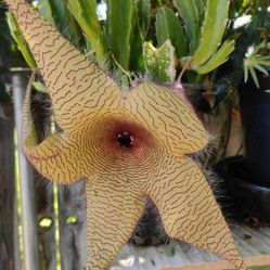 Cactus 