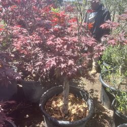 Japanese Maple ( Bloodgood )