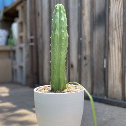 Skinny San Pedro Cactus Plant 