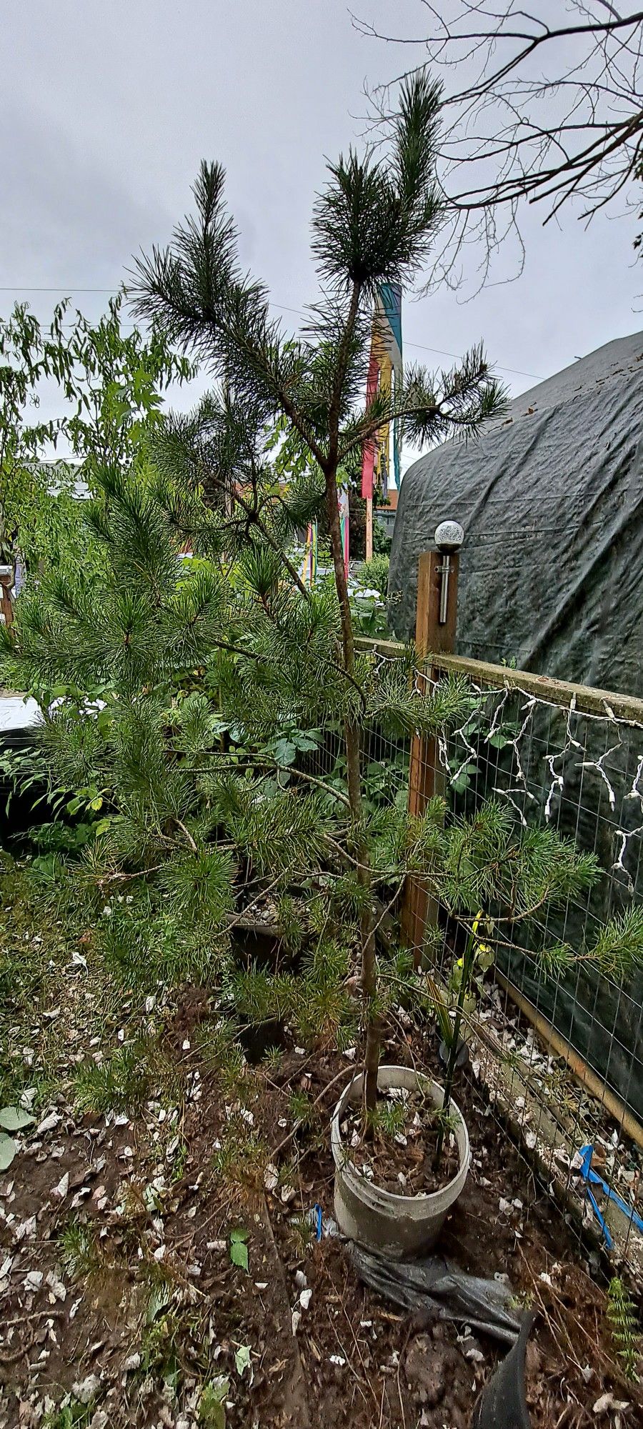Shore Pine Tree