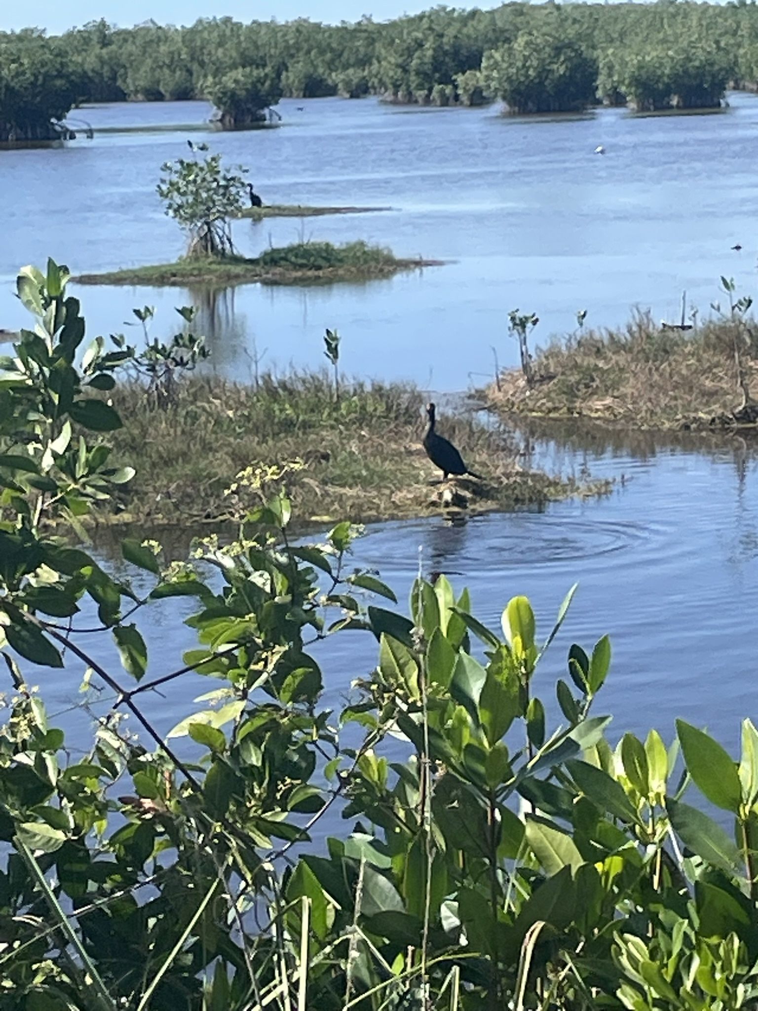 Anyone Need Any Help Cleaning?