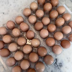 Fresh Eggs 