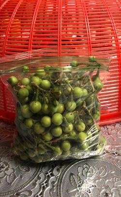 Turkey Berry or Thai Pea eggplant $4 a sandwich bag