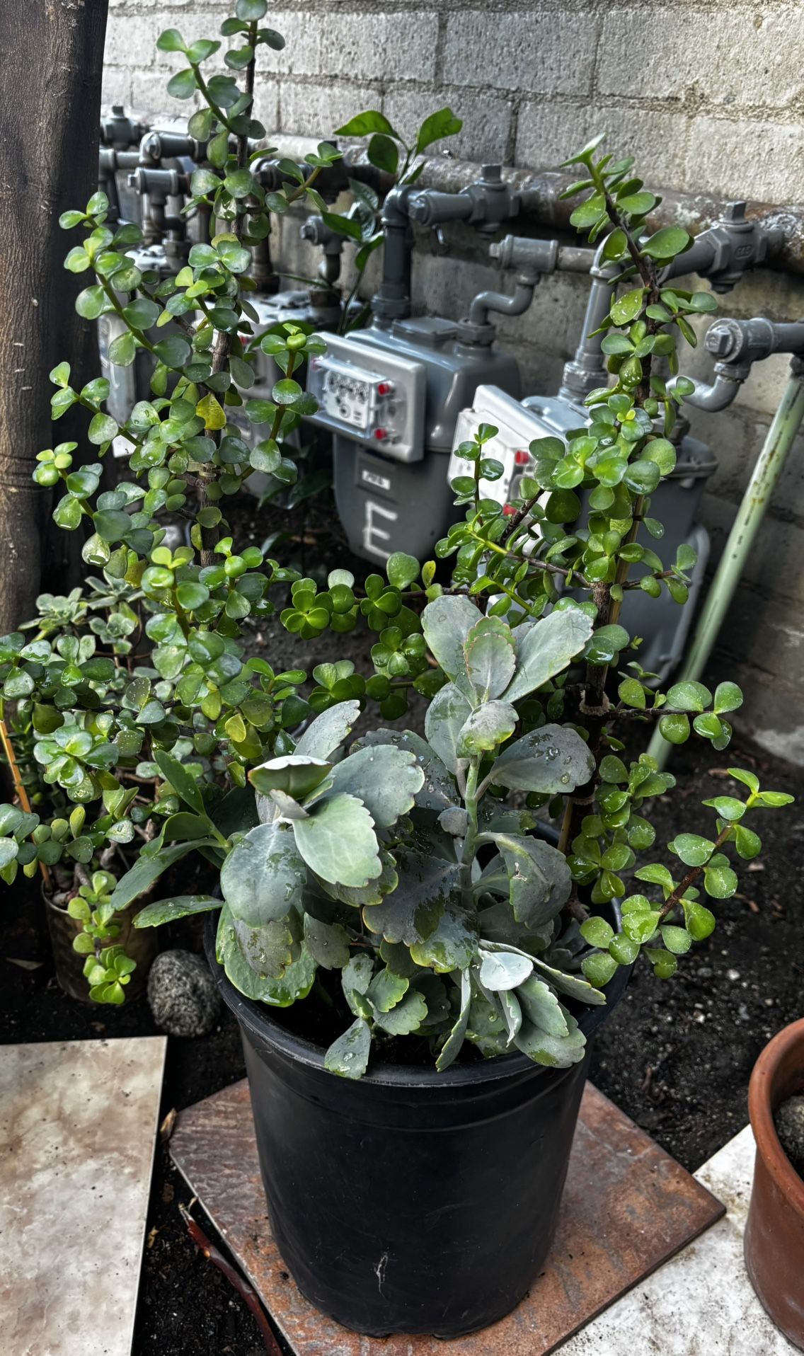 Elephant Bush Succulent Plant In A Lg Plastic Pot
