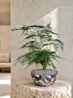Asparagus Fern (Planter Included) #I4 ‘Local LA Seller’