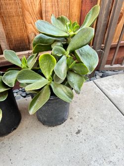 Succulent Plant in Black Nursery Pot