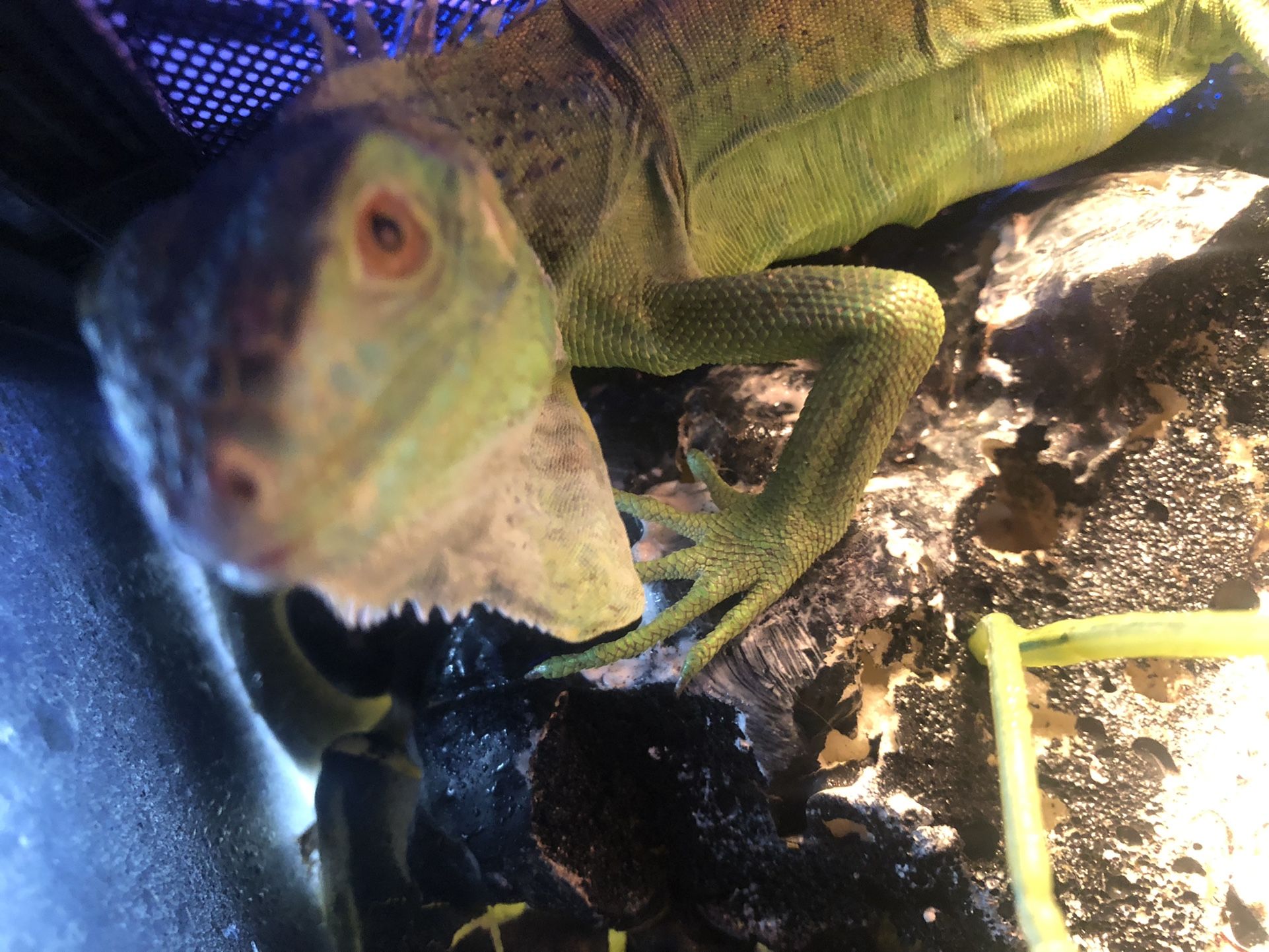 Iguana Reptile Enclosure