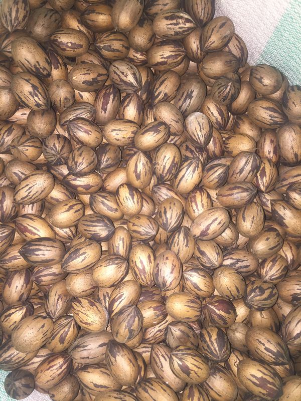 Pecans Fresh Pecans for Sale in Cleveland, GA OfferUp