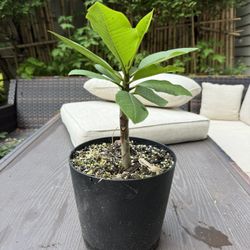 Plumeria plants 