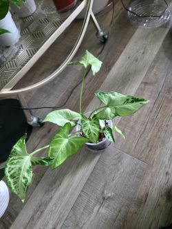 Syngonium  - White Butterfly