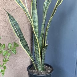 HERMOSAS PLANTAS NATURALES “SNAKE PLANT OR LENGUA DE SUEGRA “