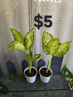 Dieffenbachia Plants