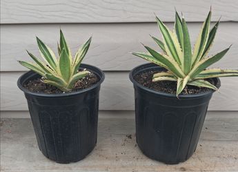 Agave quadricolor succulent plants🪴$5 each  plant 🪴