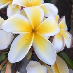 Plumeria O Hawallanas