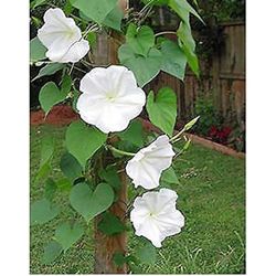 Flying Saucer Moonflower and Scarlett O'Hara Morning Glory Plants and Seeds