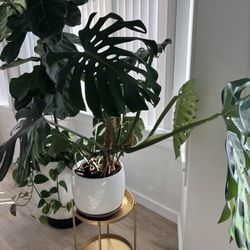 Plant