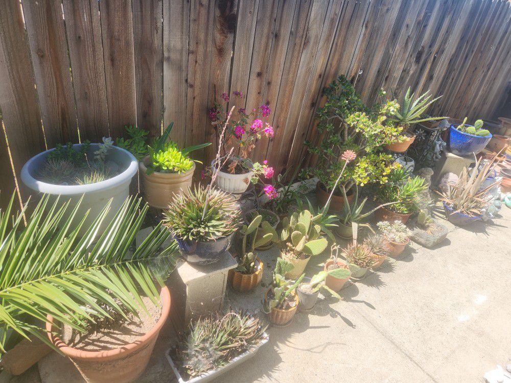Cactus, Plants And Pots....Read DESCRIPTION 