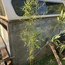 Six foot tall bamboo plant