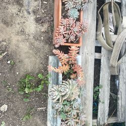 Potted Succulents 