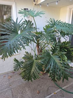 Monstera Big