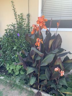 Cana Lily’s Plants