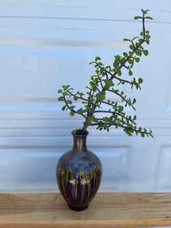 Succulent In Vase Pot