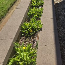 South African wide tongue and other succulents at lower than retail prices 