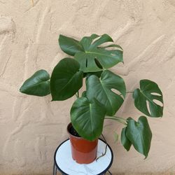 Monstera Plant 