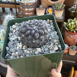 Neochilenia heinrichiana setosiflora 4”