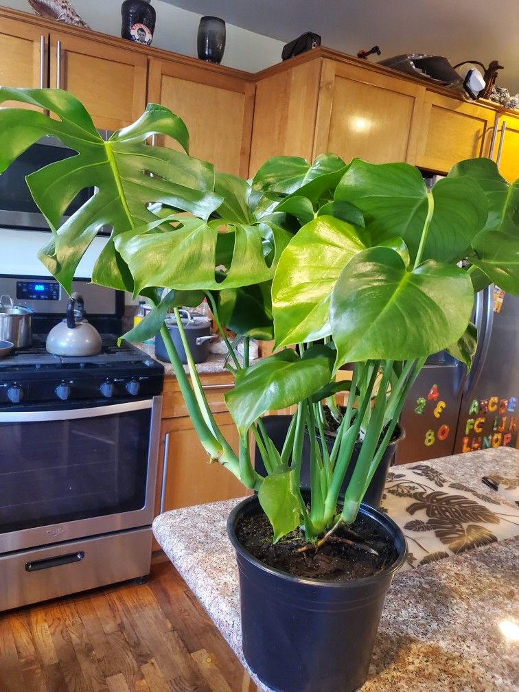 Healthy Monstera Deliciosa Plant