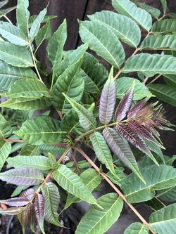 Organic Chinese Toon Plants 4-5 Feet, $38.  Beef And Onion Tree