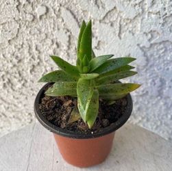 3 Inch Pot Succulent Plant - Rare Crassula Red Pagoda - Crassula Capitella  - Campfire Plant - Rooted & Stablished - Drought Resistant 🪴