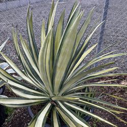 Agave