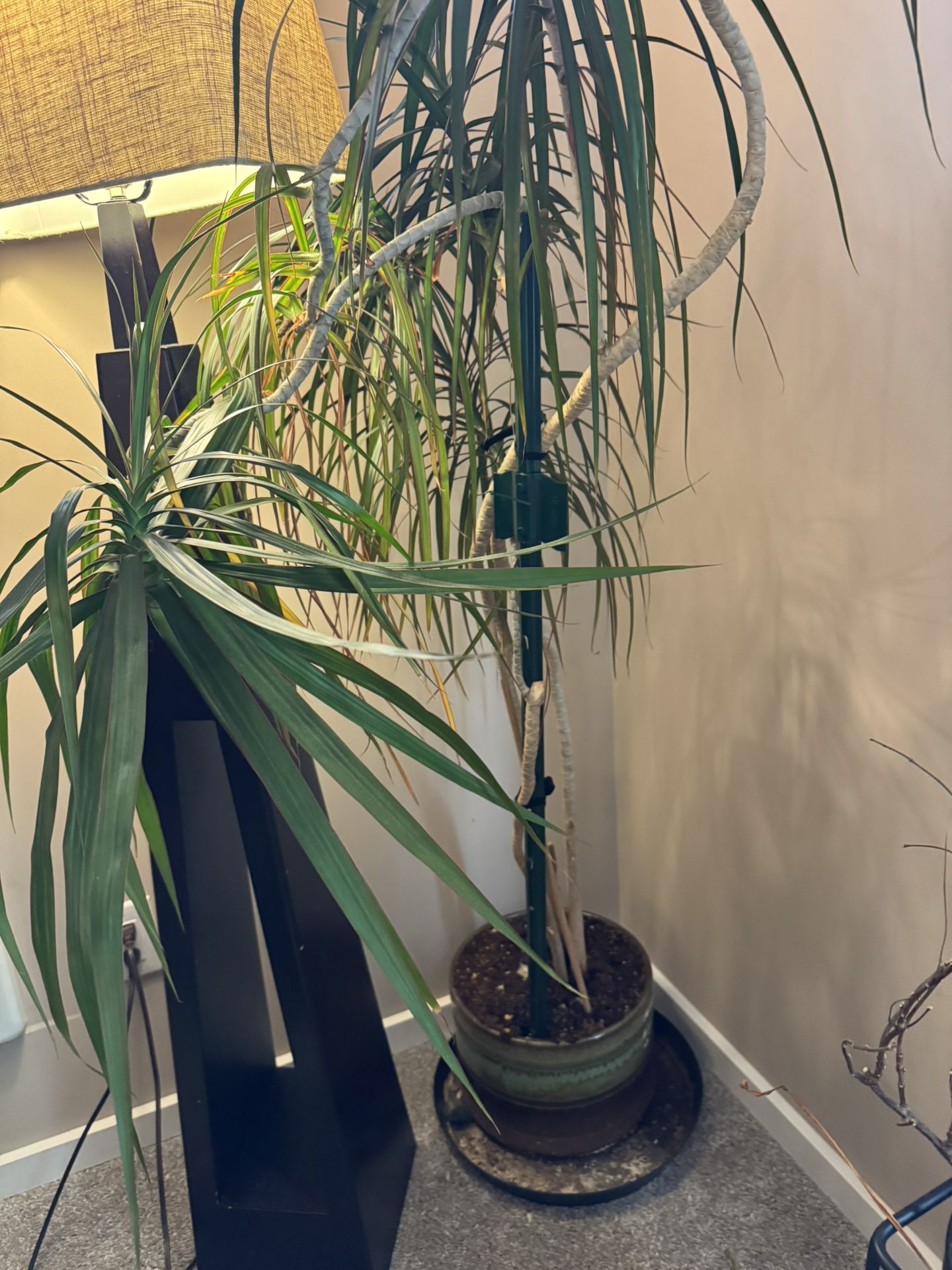 Plant