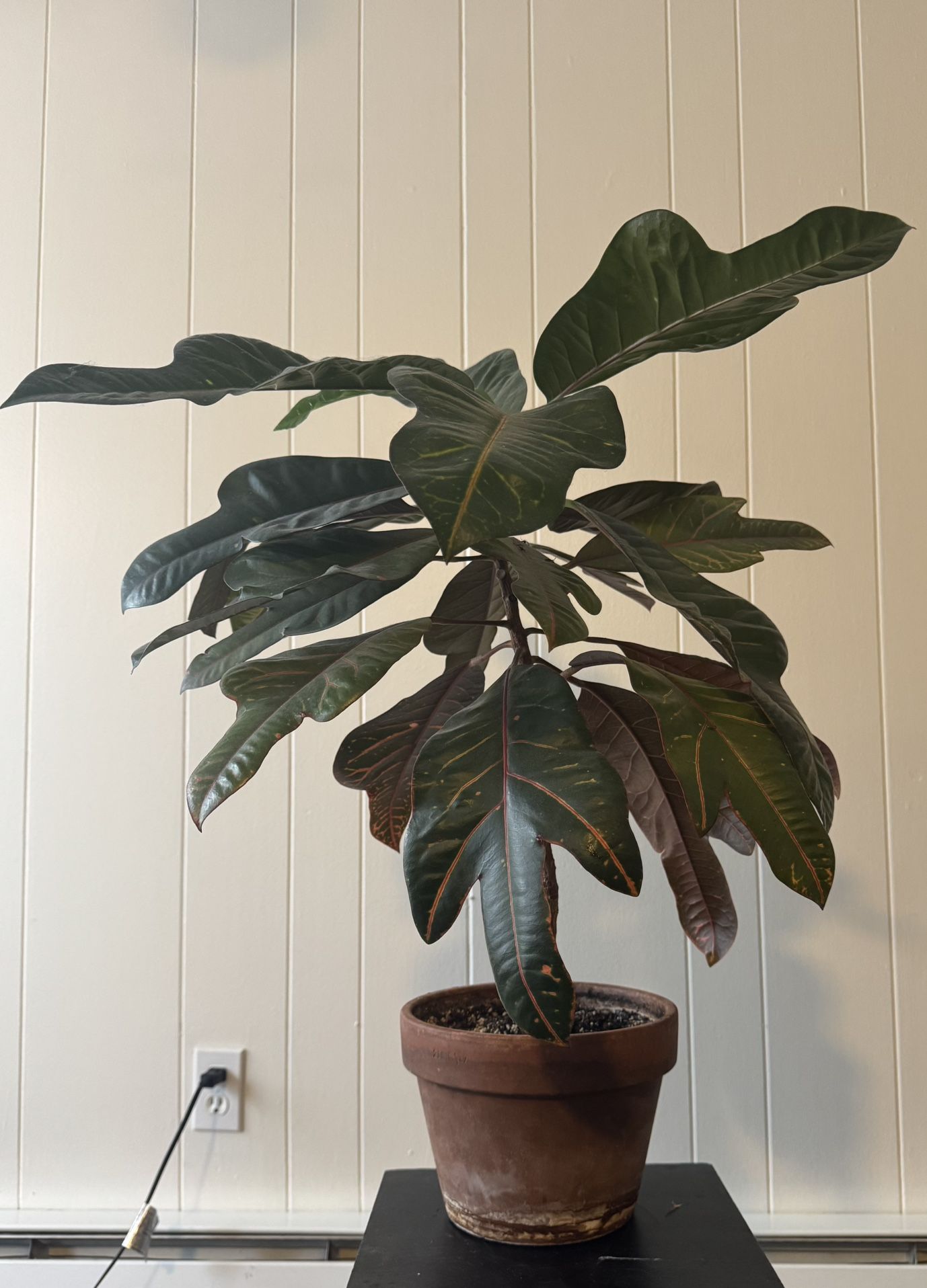 croton petra plant