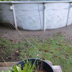 Dwarf Cherry Bush  - Juliet Variety