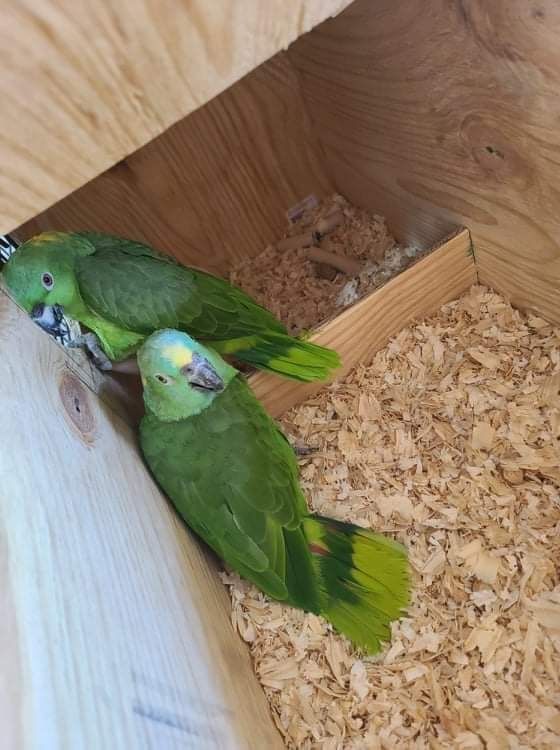 Pareja De Loros Se Venden $2,500