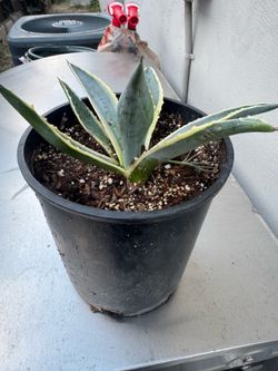 Agave plant