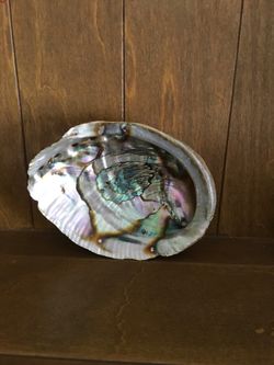 Natural Abalone Shell