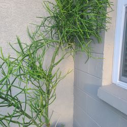 Pencil Cactus Plant