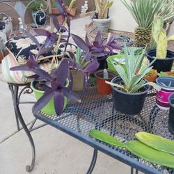 Cactus Sale of different  varieties: Agave; Sta. Rita; Elephant Ears Purple Heart