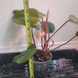 Red Emerald Philodendron 