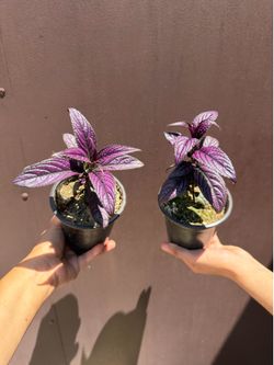 4” Persian shield plant ( price is for each )