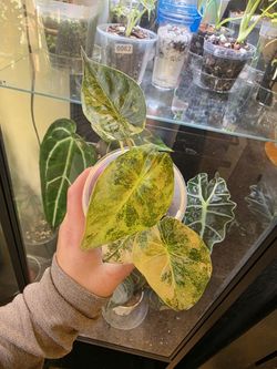 Alocasia Wentii Aurea
