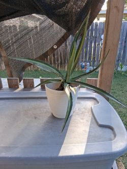 Octopus agave Vilmoriniana plant