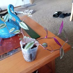 Wandering Dude Plant