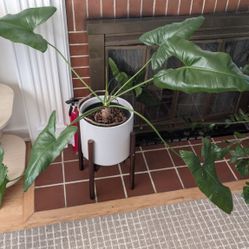 Thaumatophyllum stenolobum RARE plant