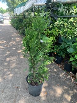 Green Giant Arborvitae tree