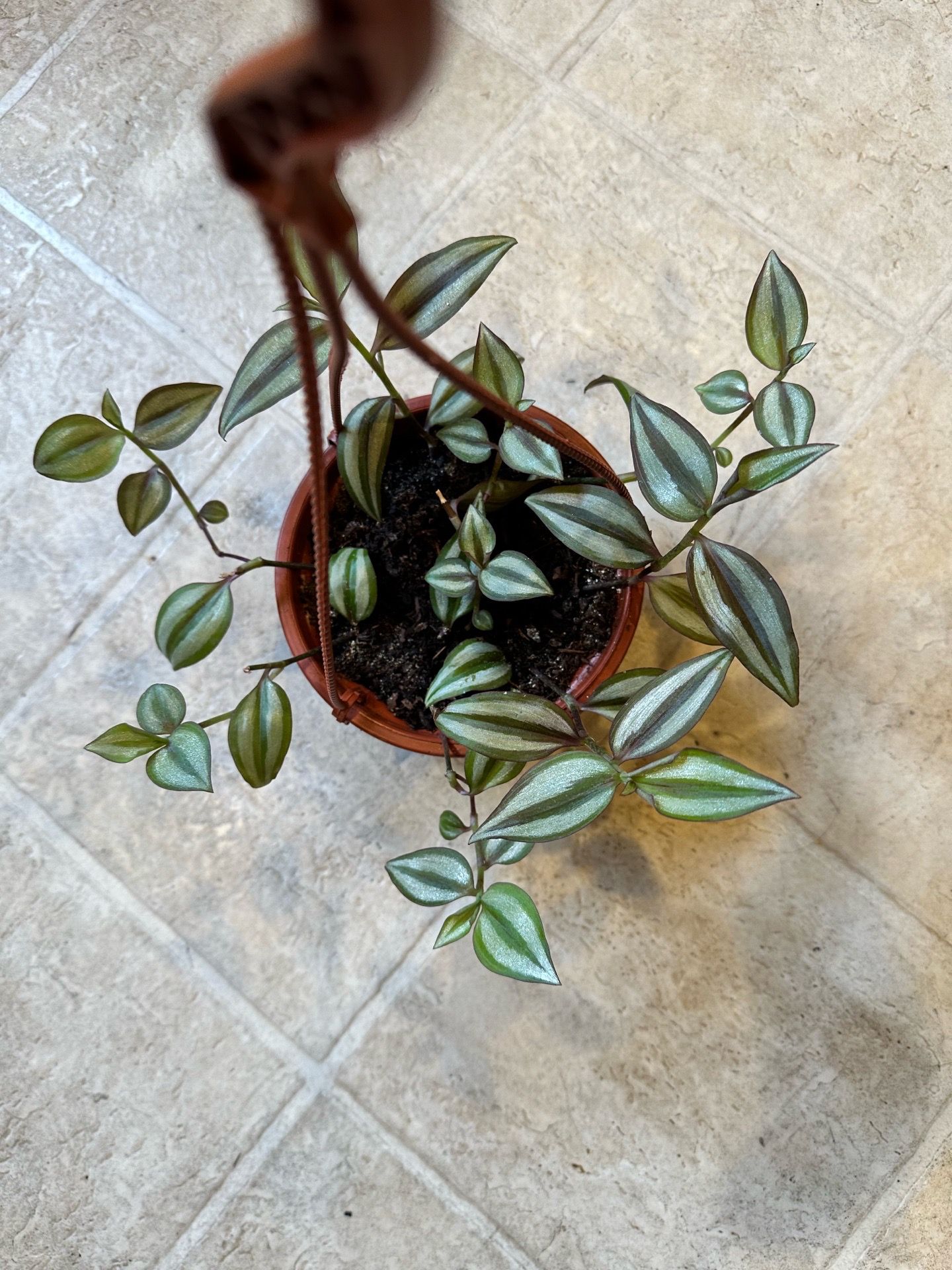 Tradescantia Zebrina Inch Plant in Hanging Pot