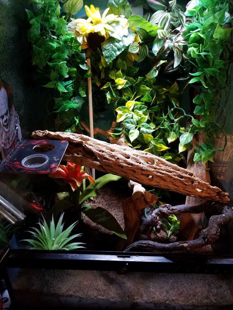 Two Exo-terra Tanks!